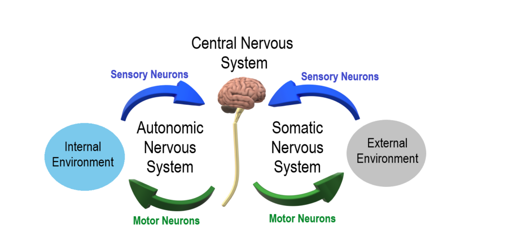 Central sensitization and chronic pain pathways shown in a diagram of the nervous system
