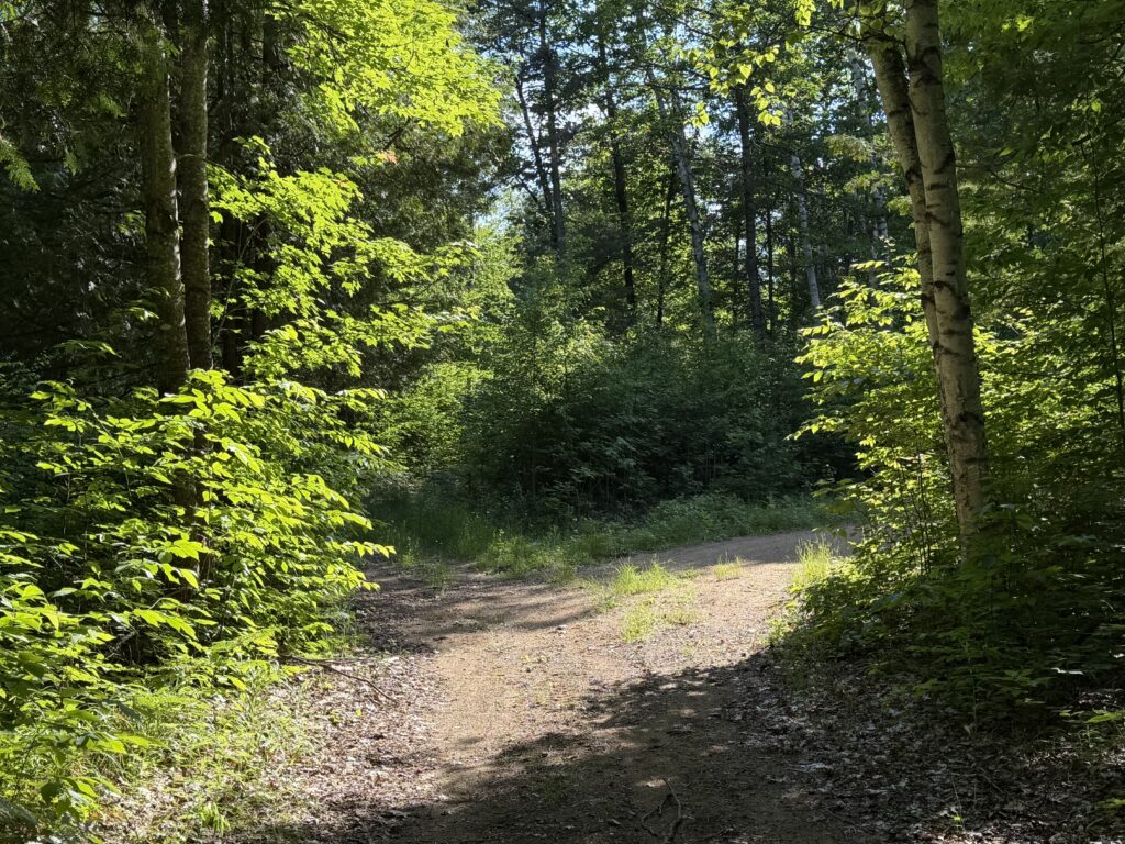 Sunlit forest path representing integration after hypnotherapy and sustainable personal change.