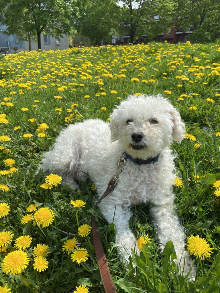 Navigating the grief of pet loss after losing a beloved dog