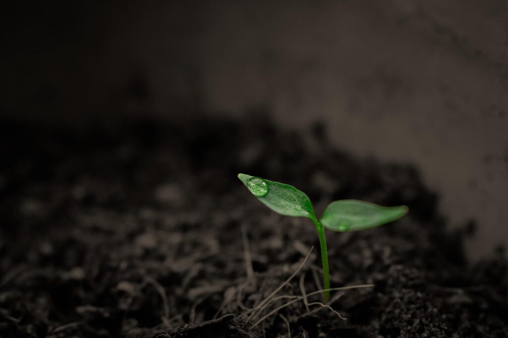 Lasting change: a small plant breaking through soil and growing upward