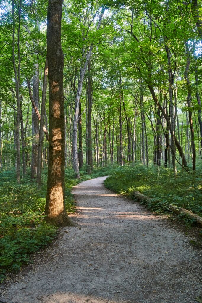 A calming nature trail through a green forest representing grounding and nervous system regulation tools.